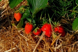 Spargel, Erdbeeren & Apfel Wolf