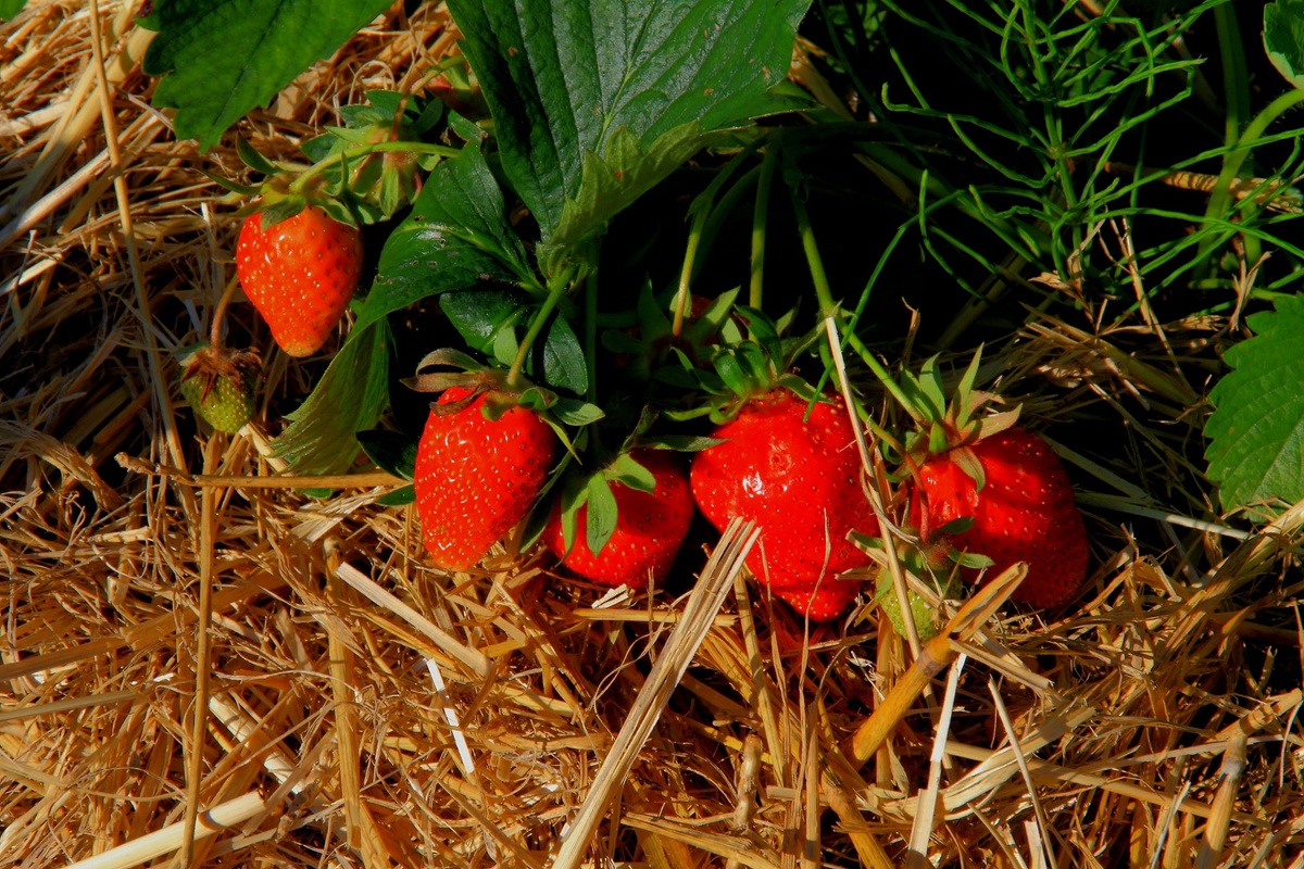 Spargel, Erdbeeren \u0026 Apfel Wolf