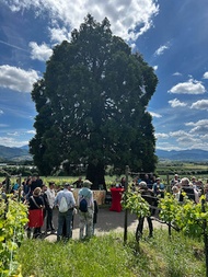 Kulinarische Weinwanderung auf dem Bad Krozinger Rebberg