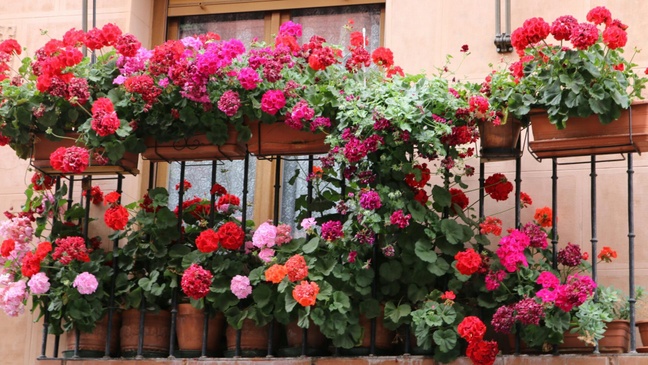 Ein Spanischer Frühling