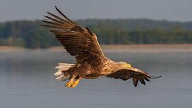 Faszination Seeadler