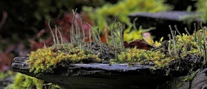 In der Tiefe liegt der Schiefer