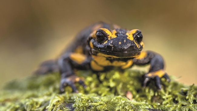 Von Tieren und Temperamenten