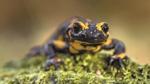 Von Tieren und Temperamenten