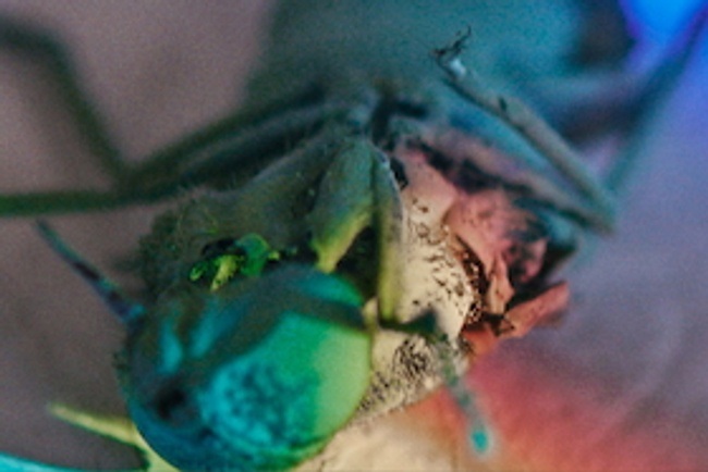 Meine Verwandlung nach Franz Kafka - JTR Rosenheim