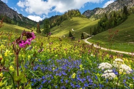 Alpenblütenwanderung