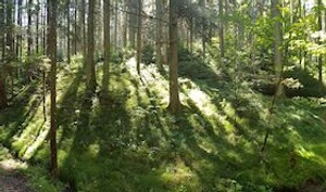 Waldbaden - Gästeführung