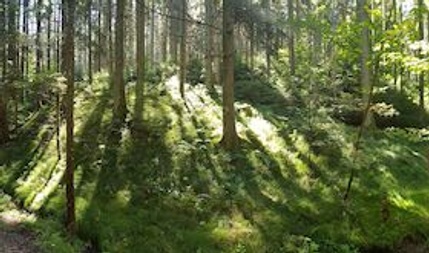 Waldbaden - Gästeführung