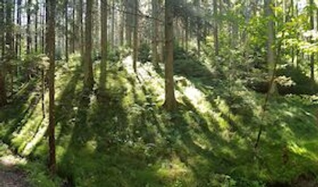 Waldbaden - Gästeführung