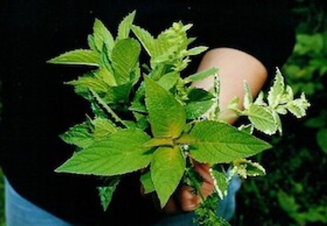 Kräuterspaziergang mit Kräuterfrau Anja