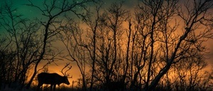 Reise-Vortrag: Skandinavien