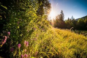 Unterwegs in der Welt der Wildkräuter