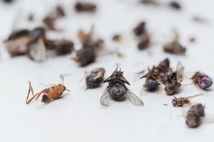 Das stille Sterben der Insekten