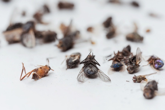 Das stille Sterben der Insekten