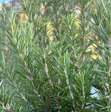 Destillations-Workshops