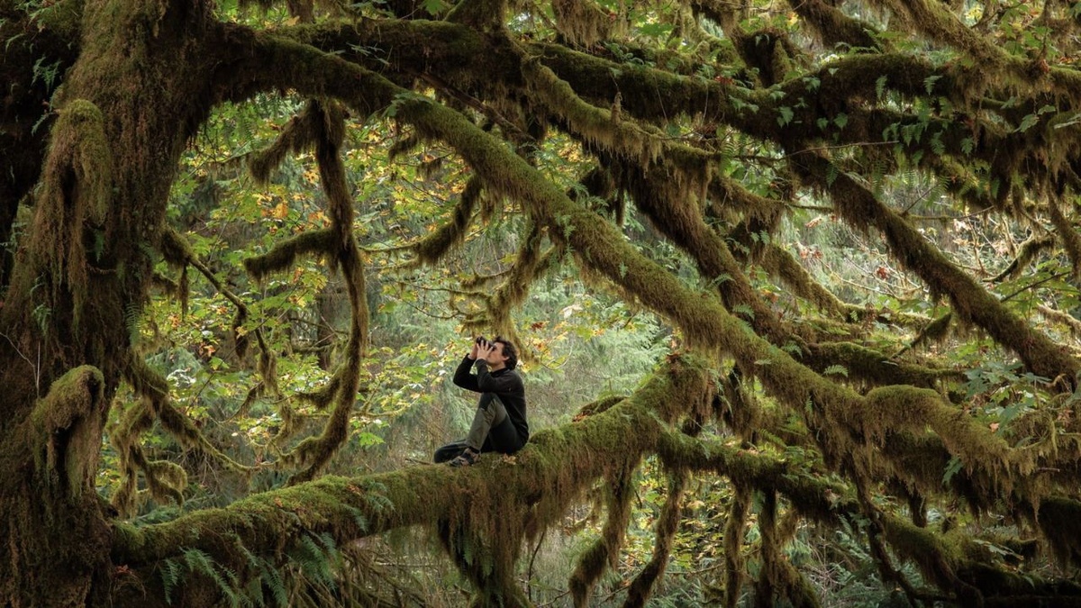 Das Flüstern der Wälder