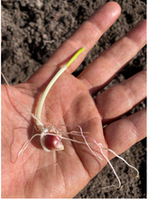 ZEA MAYS