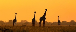 Reise-Dinnershow Afrika