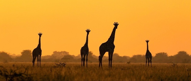 Reise-Dinnershow Afrika