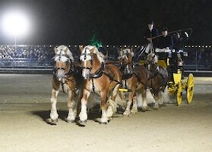 Warendorfer Hengstparaden 2026