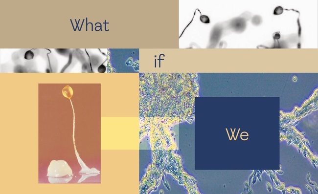 WHAT IF WE
