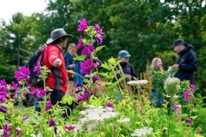 Wildkräuterführung