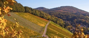 Geboren aus Vulkanen - das Siebengebirge