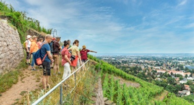 Sächsischer Wein und Weinelexiere
