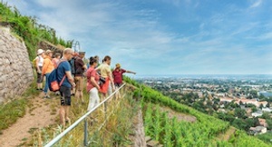 Sächsischer Wein und Weinelexiere
