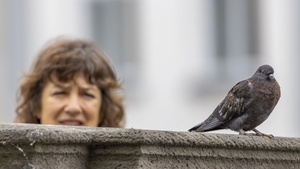 KOMISCHE VÖGEL