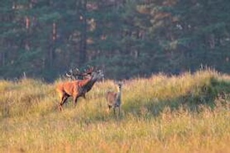 Hirschbrunft am Darßer Ort