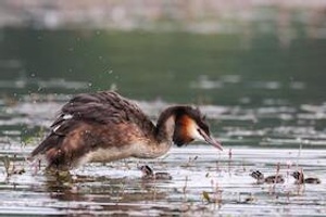 Kraniche, Seeadler & andere Küstenvögel