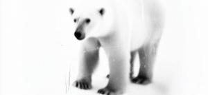 Songs of Whales and Wanting