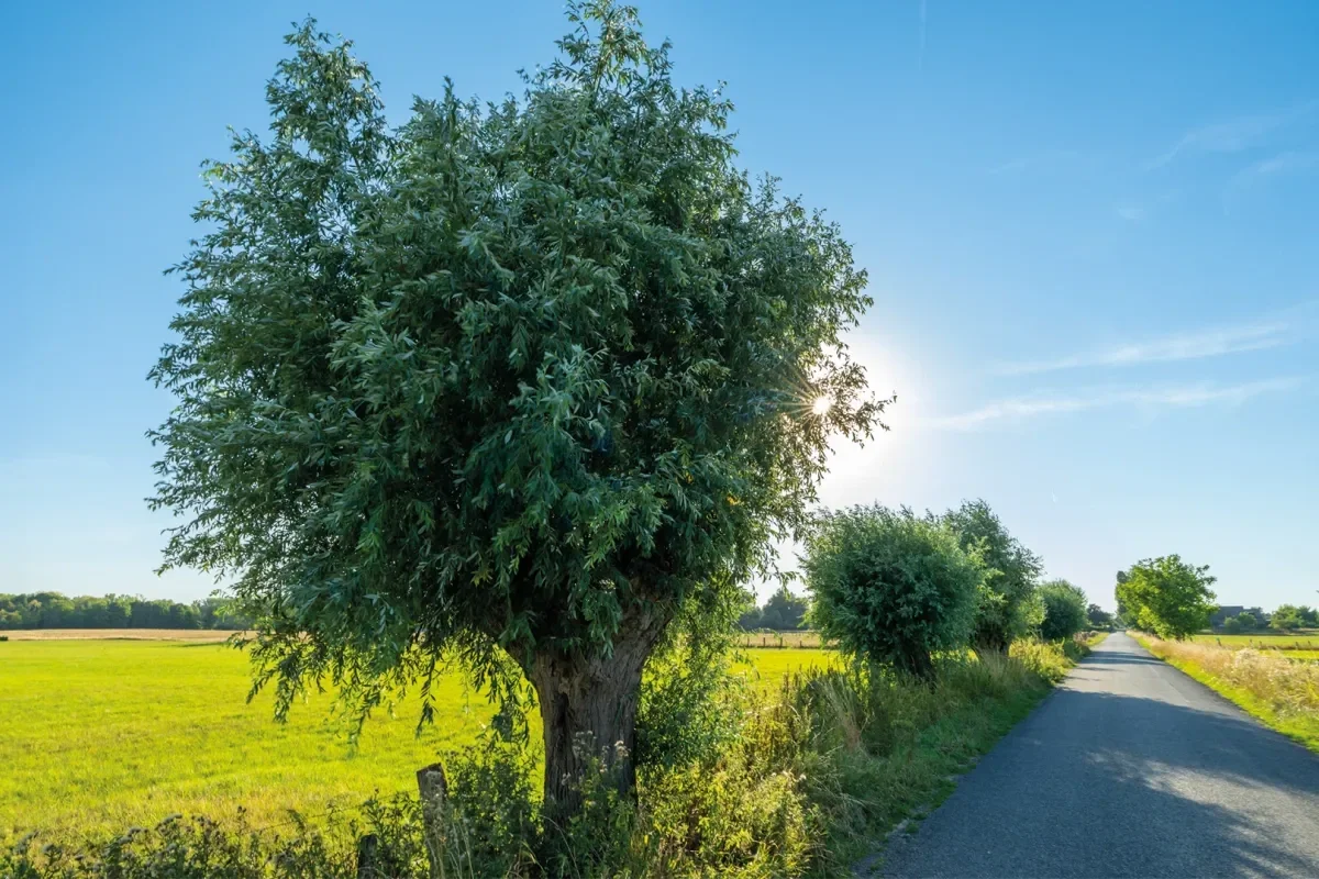 Führung: Verberger Baumlehrpfad