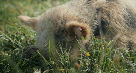WHEN PIGS FLY