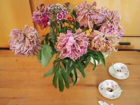 zaungäste