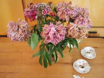 zaungäste