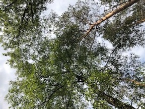 Radtour Bäume