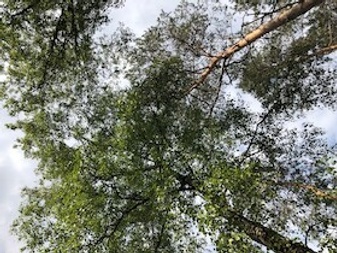 Radtour Bäume