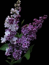 Frühjahrskonzert Camerata Serena