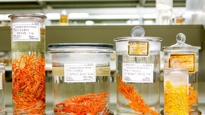 Zu Gast im Museum der Natur: Natur in der Kunst - Kunst in der Natur