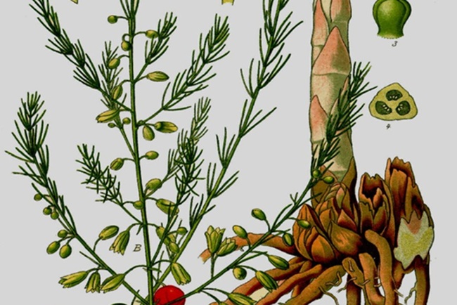 WissensZeit: Spargel in Bayern