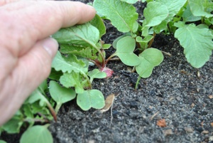 Permakultur im Hochbeet