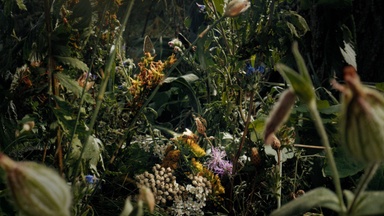 Insekten - Helden im Verborgenen