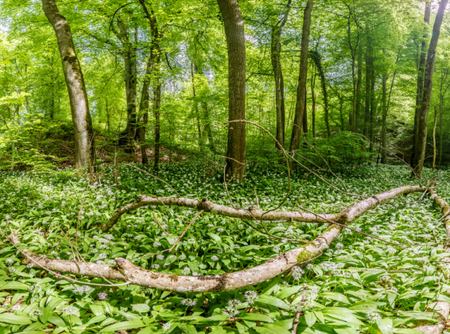 Wildkräuter- Workshop im Wald