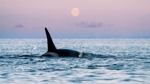 LANA TANNIR - Faszination Arktis – eine Reise ans Ende der Welt