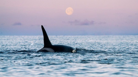 LANA TANNIR - Faszination Arktis – eine Reise ans Ende der Welt