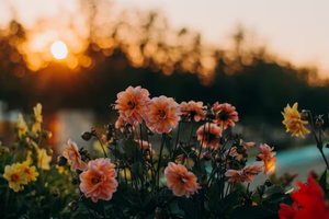 Erfurter Blumen- und Gartenmarkt