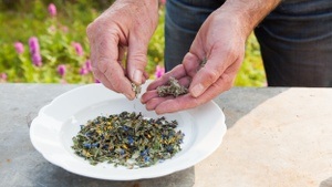 Kräutergärtnern – Herstellung von Balsam und Salben