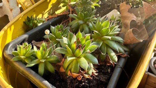 Große Frühlings-Pflanzaktion